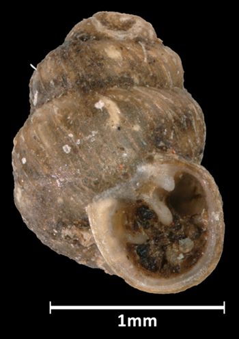 Media type: image;   Malacology 45244 Aspect: apertural